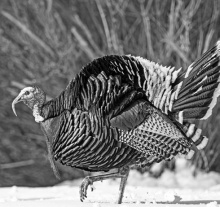 LDWF accepting applications for turkey hunts, fishing